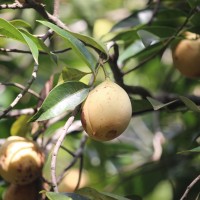 Myristica fragrans Houtt.